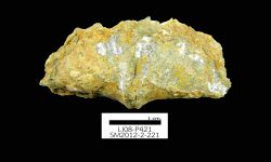 N/A (Brachiopod)