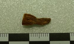 Siamamia naga