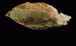 cf. Reticulatia sp.B