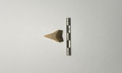 สกุล ไกลฟิส