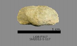 Chonetinella sp. B
