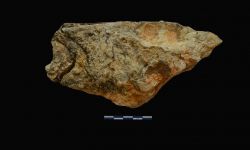 N/A (Brachiopod)