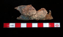 N/A (Brachiopod)