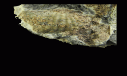 cf. Marginifera sp.