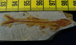 Proluciosoma pasakensis