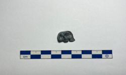 พาราชูอาสโตเชอรัส ซินเอนซิส