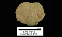 N/A (Brachiopod)