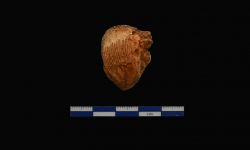 N/A (Brachiopod)