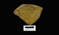 N/A (Brachiopod)