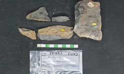 N/A (Brachiopod)