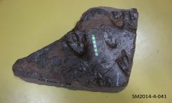 คล้าย เอเชียโนโพดัส