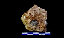 N/A (Brachiopod)