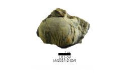 cf. Reticulatia sp.B