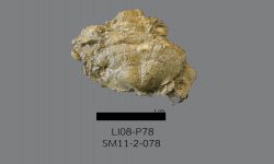 Chonetinella sp. B