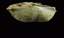cf. Reticulatia sp.B