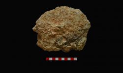 N/A (Brachiopod)