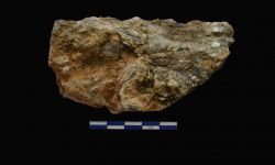 N/A (Brachiopod)