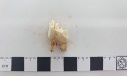 รูเซอร์วัส เอลดี