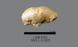 Chonetinella sp. B