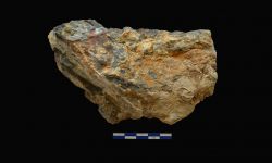 N/A (Brachiopod)