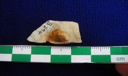 N/A (Brachiopod)