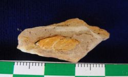 N/A (Brachiopod)