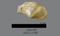 Chonetinella sp. B