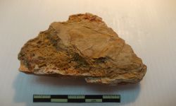 N/A (Brachiopod)