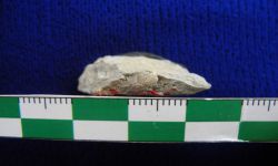 N/A (Brachiopod)