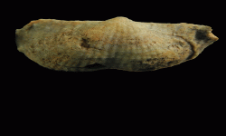 cf. Reticulatia sp.B