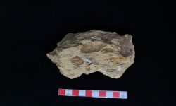 ไลโนโพรดักตุส