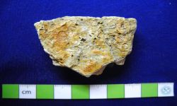 N/A (Brachiopod)