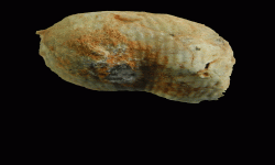 cf. Reticulatia sp.B