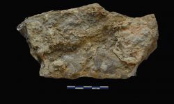 N/A (Brachiopod)