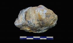 N/A (Brachiopod)