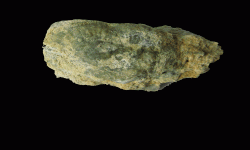 cf. Reticulatia sp.B