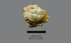 Chonetinella sp. B