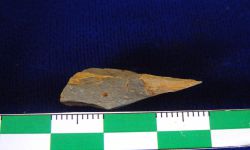 N/A (Brachiopod)