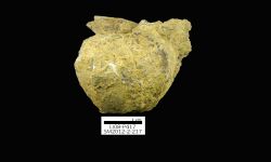 N/A (Brachiopod)