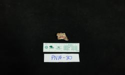 N/A (ไดโนเสาร์)