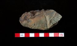 N/A (Brachiopod)