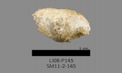Chonetinella sp. B