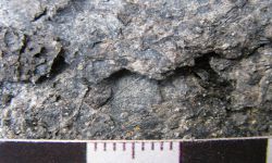 Sabalites sp.