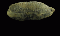 cf. Reticulatia sp.B