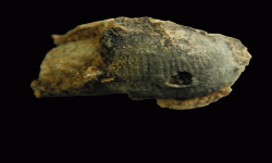 cf. Reticulatia sp.A