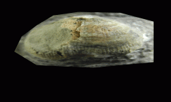 cf. Reticulatia sp.A