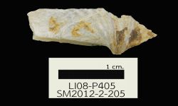 N/A (Brachiopod)