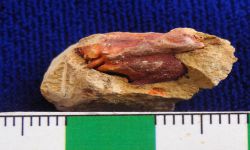 N/A (Brachiopod)