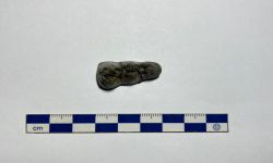 พาราชูอาสโตเชอรัส ซินเอนซิส
