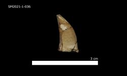 N/A (ไดโนเสาร์)